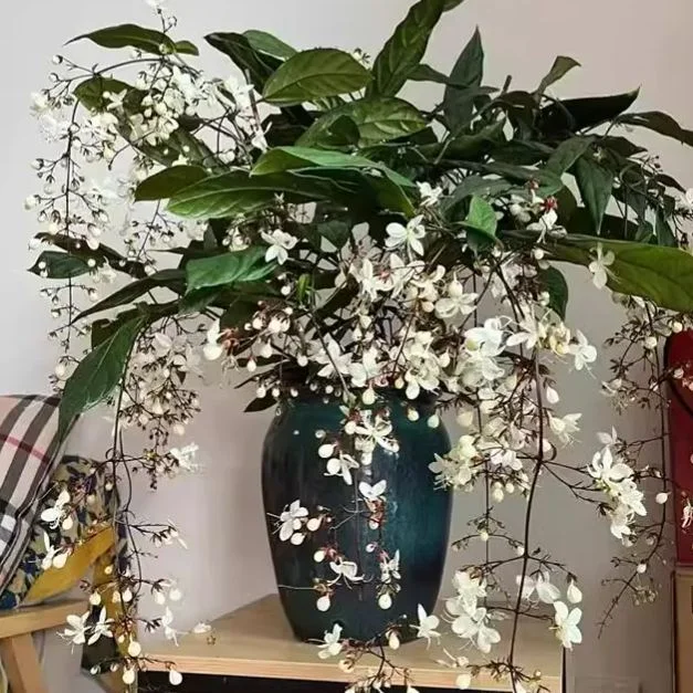 💐TRAILING JASMINE FLOWERS SEEDS