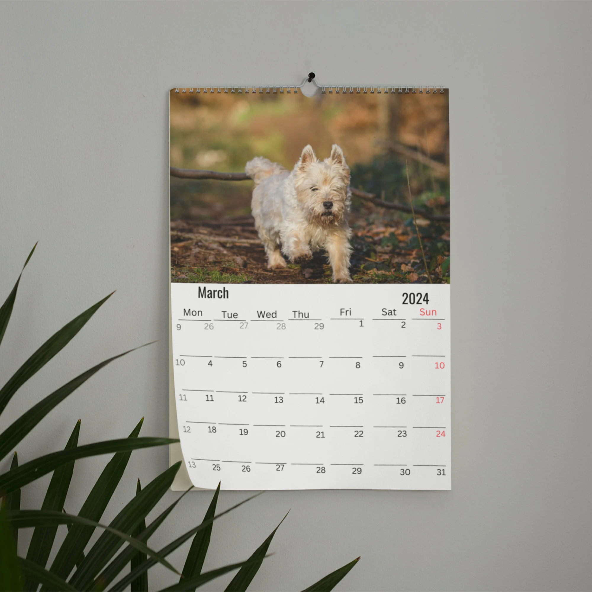 Havanese Dog Wall Calendar