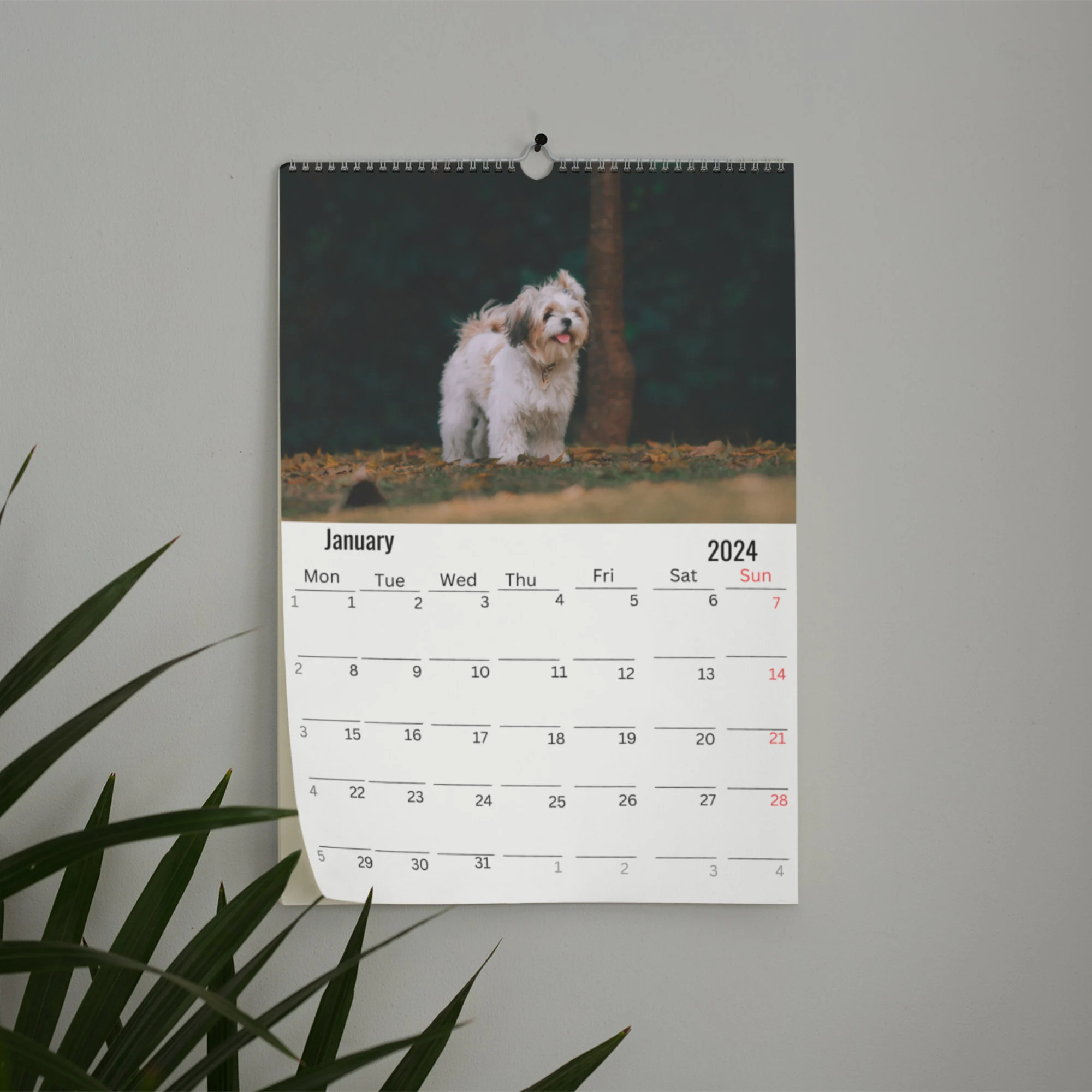 Havanese Dog Wall Calendar
