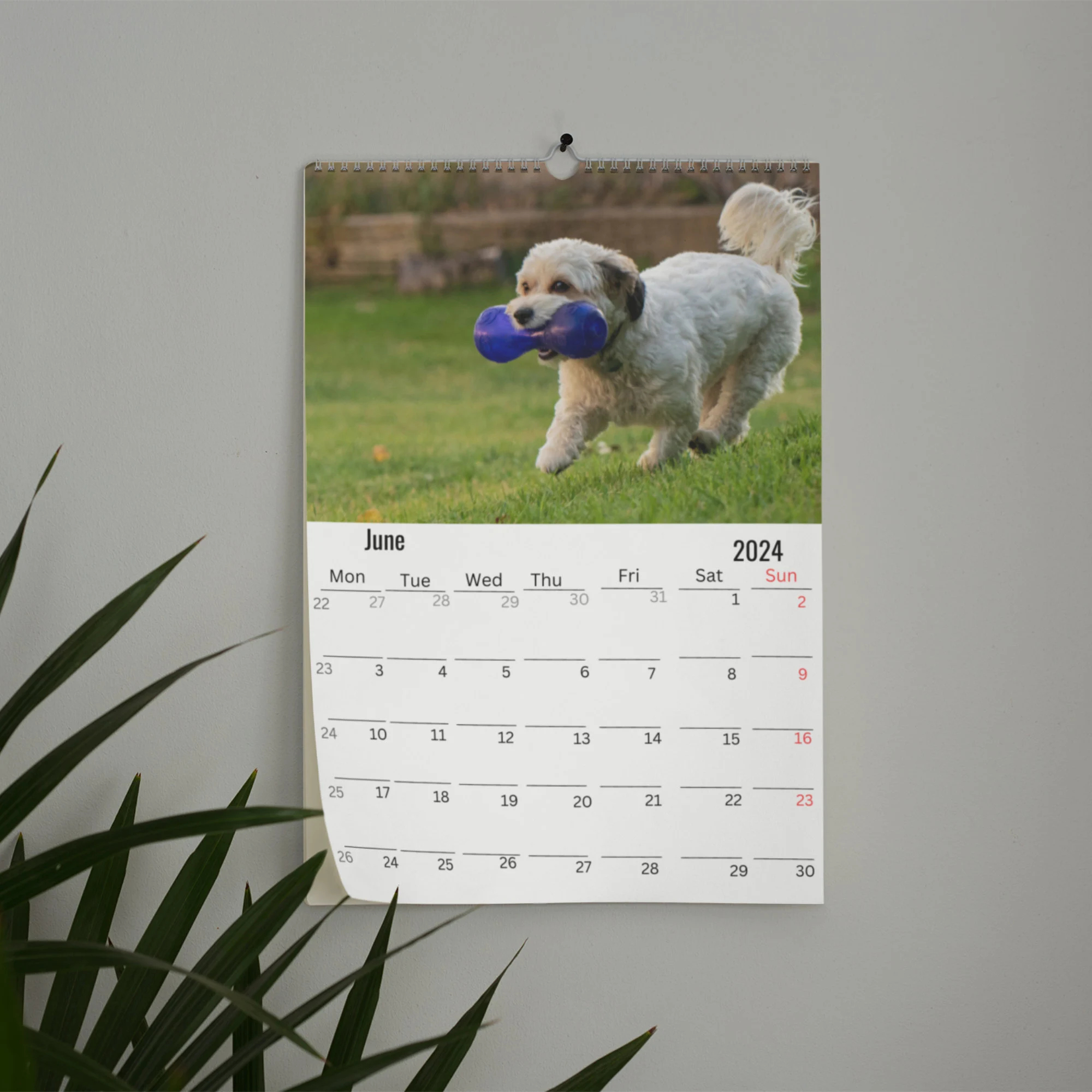 Havanese Dog Wall Calendar