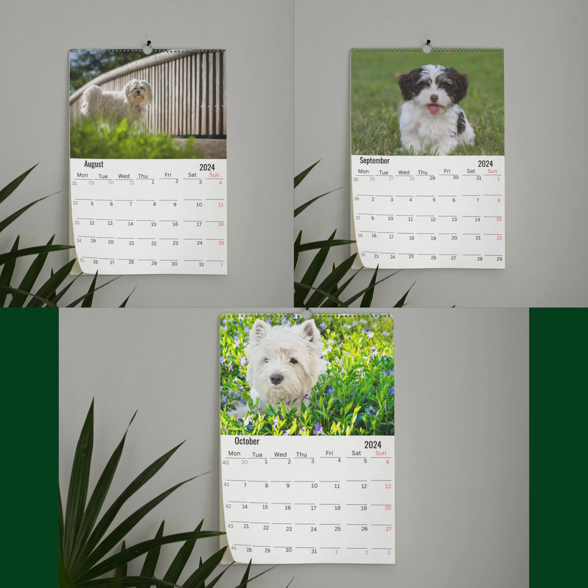 Havanese Dog Wall Calendar