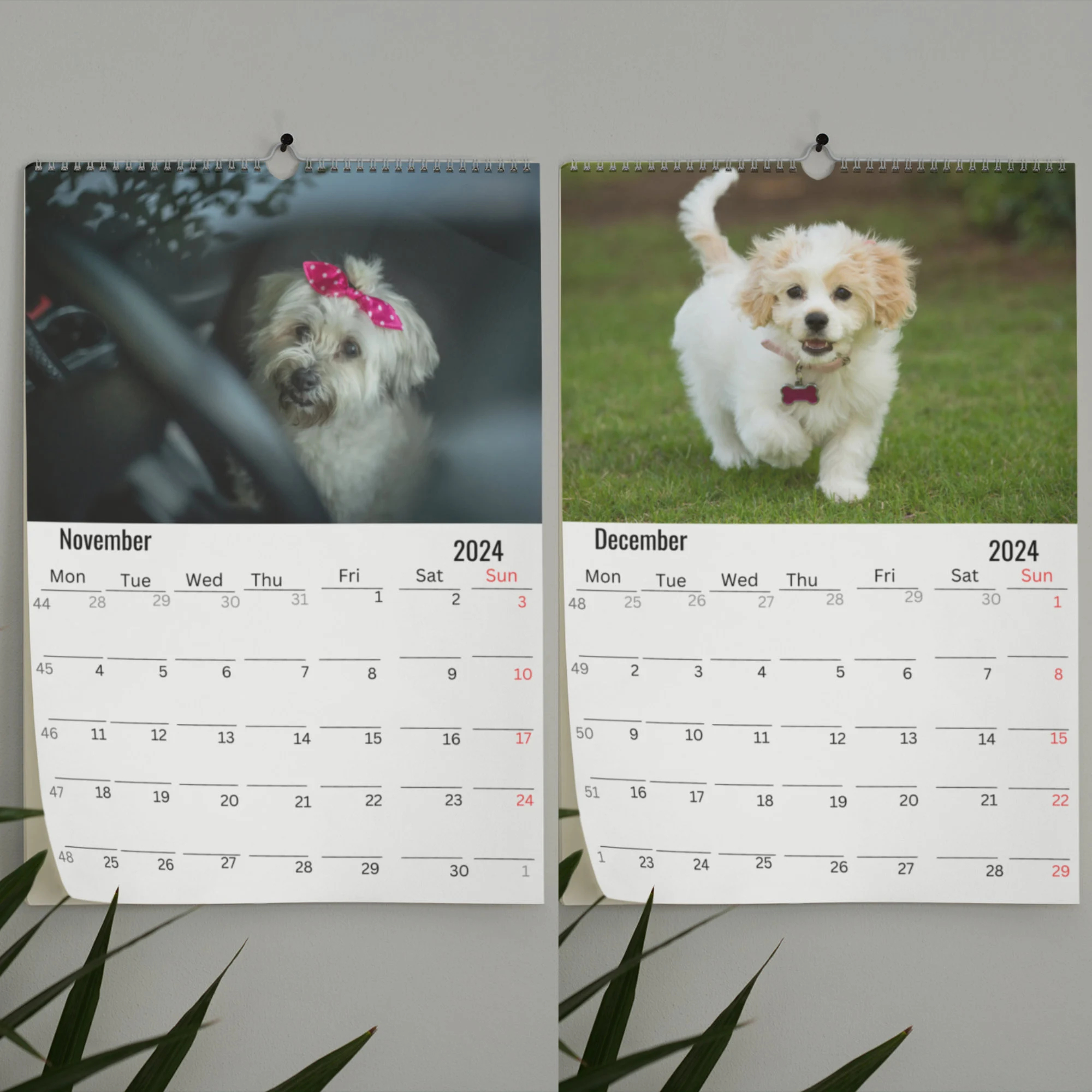 Havanese Dog Wall Calendar