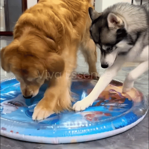 Cooling Bed for Pets Paws
