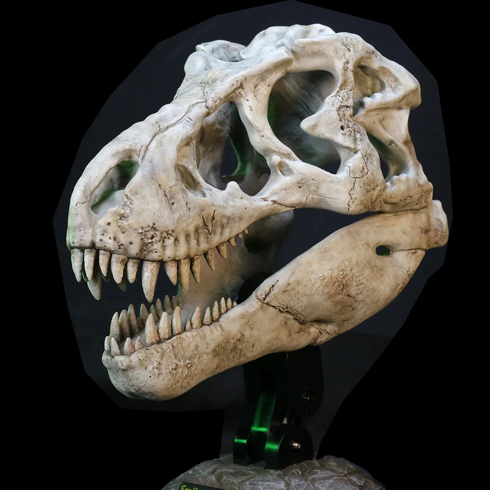 STAR ACE Toys Studio - Original Wonders of the Wild Series Tyrannosaurus Rex Skull Fossil SA5043 (Licensed) Scene-Statue Master