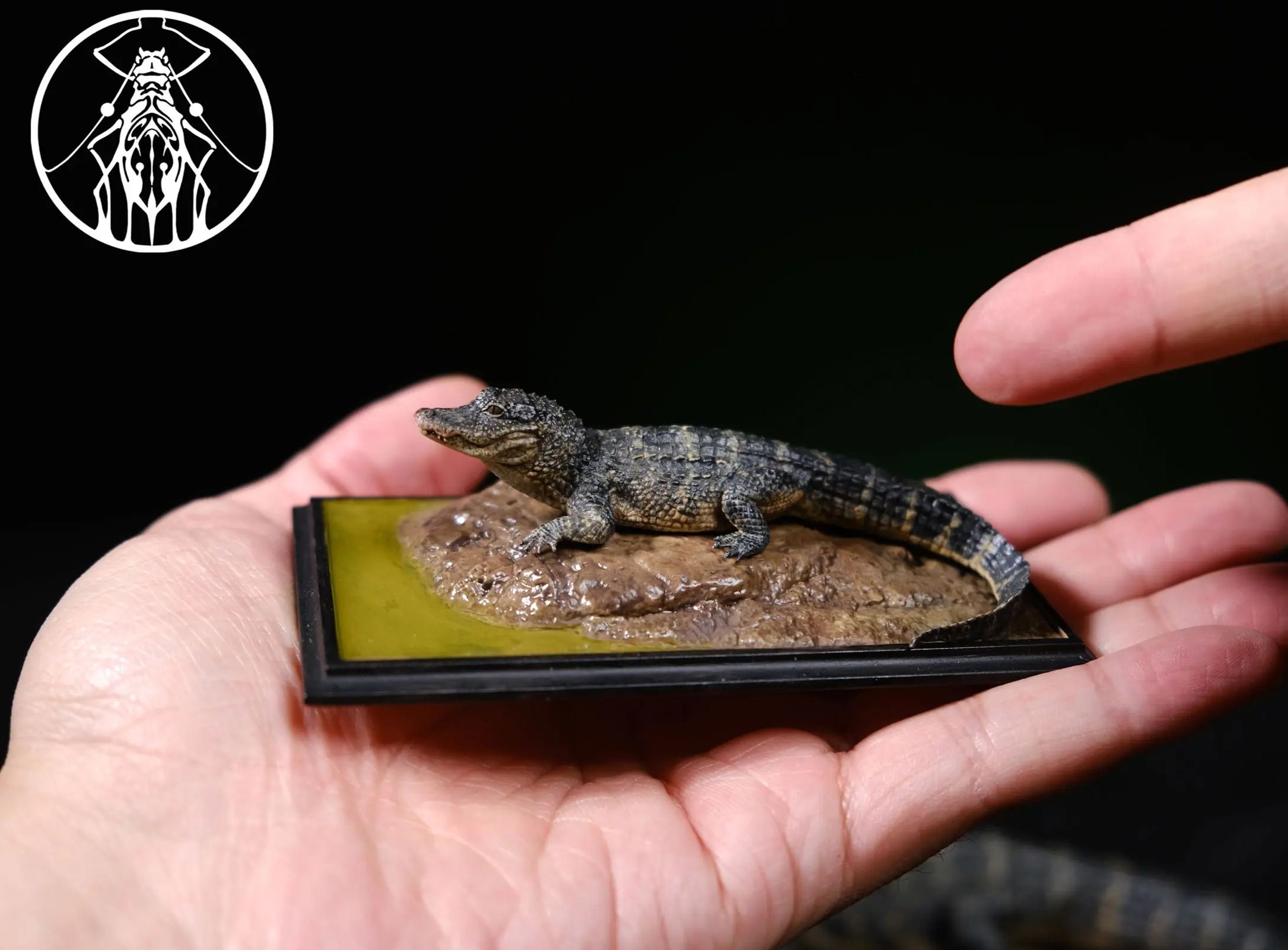 Aphid Studio - Earth's Pulse: Chinese Alligator Finished Model (Licensed)Statue