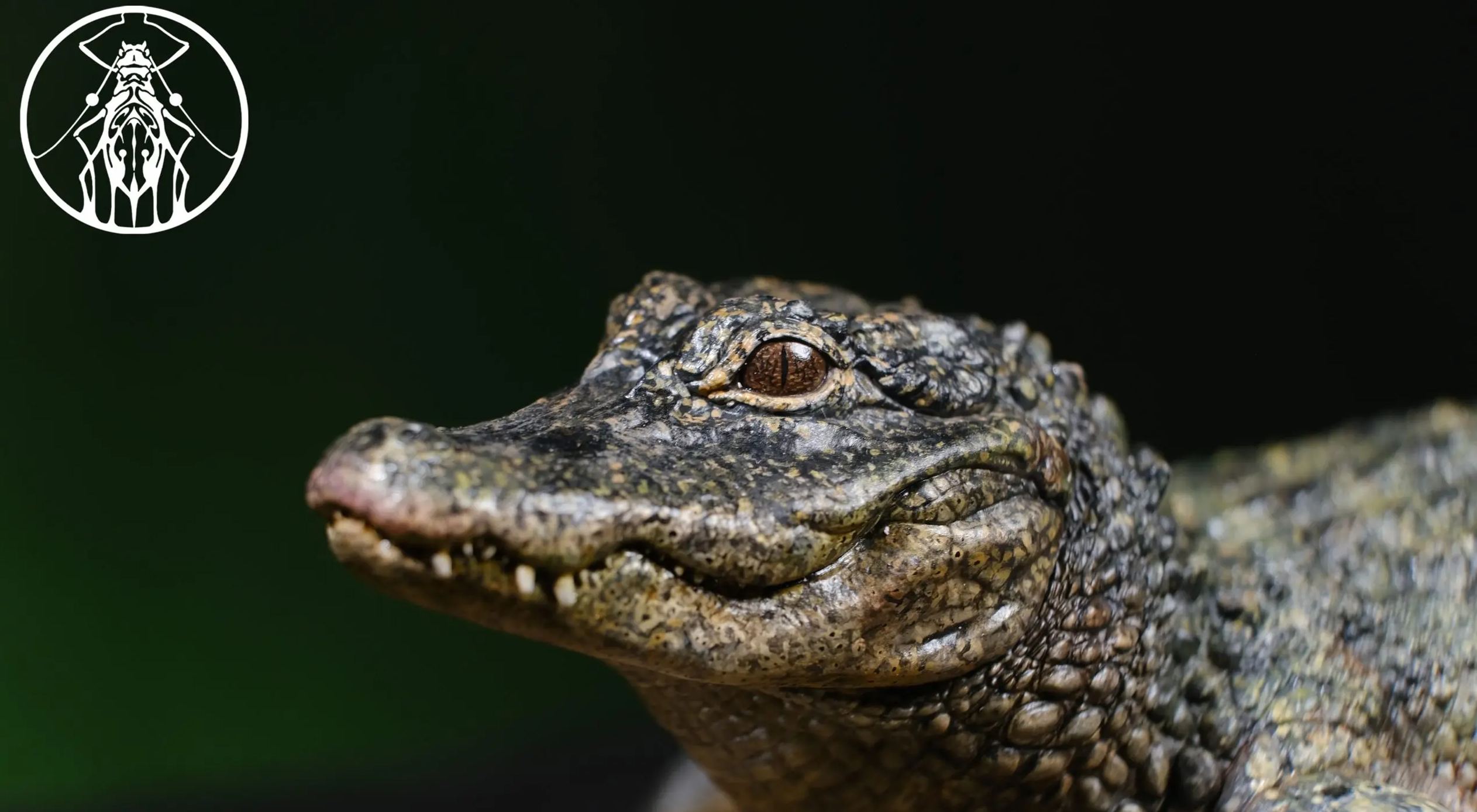 Aphid Studio - Earth's Pulse: Chinese Alligator Finished Model (Licensed)Statue