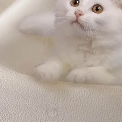 Modern Upholstered Solid Color Bedroom Bench Image - 7