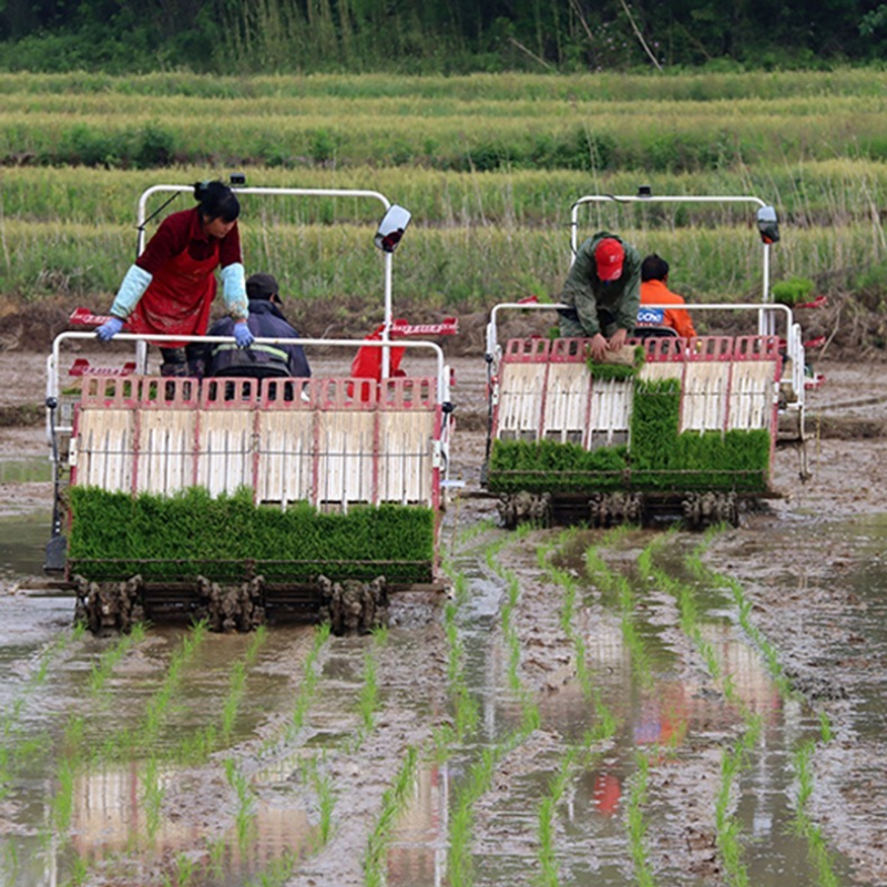 Rice Transplanter