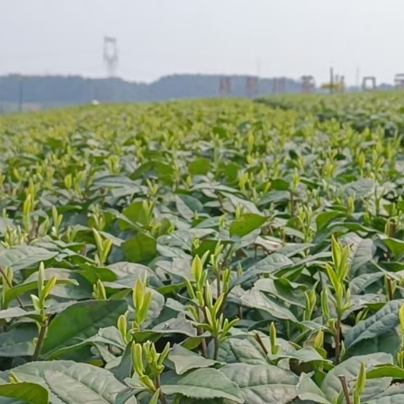 T-Tea Leaves Picking Machine