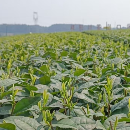 T-Tea Leaves Picking Machine