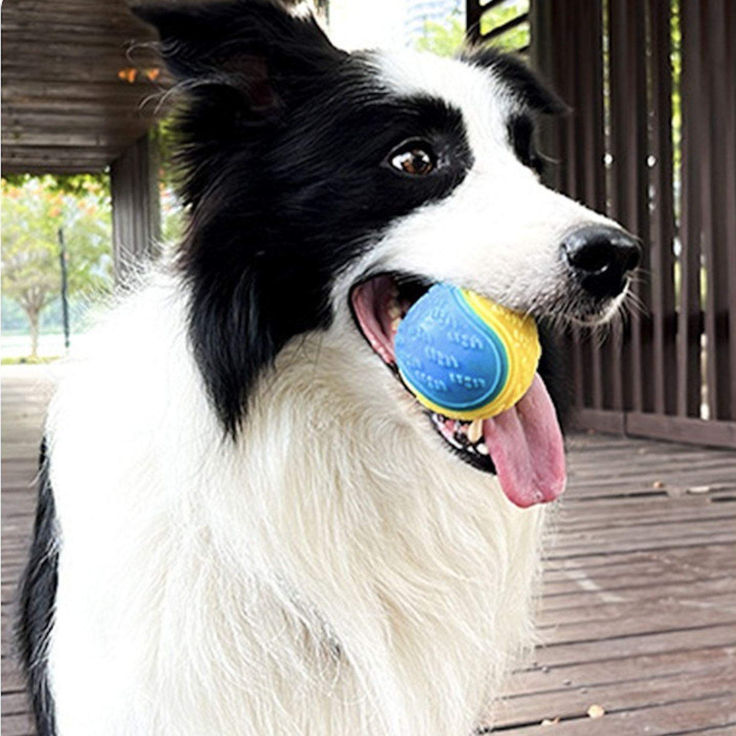 Exercise Squeaky Dog Toys Chewing Toy Interactive Luminous C-shaped Ball Highly Elastic Multi-colors