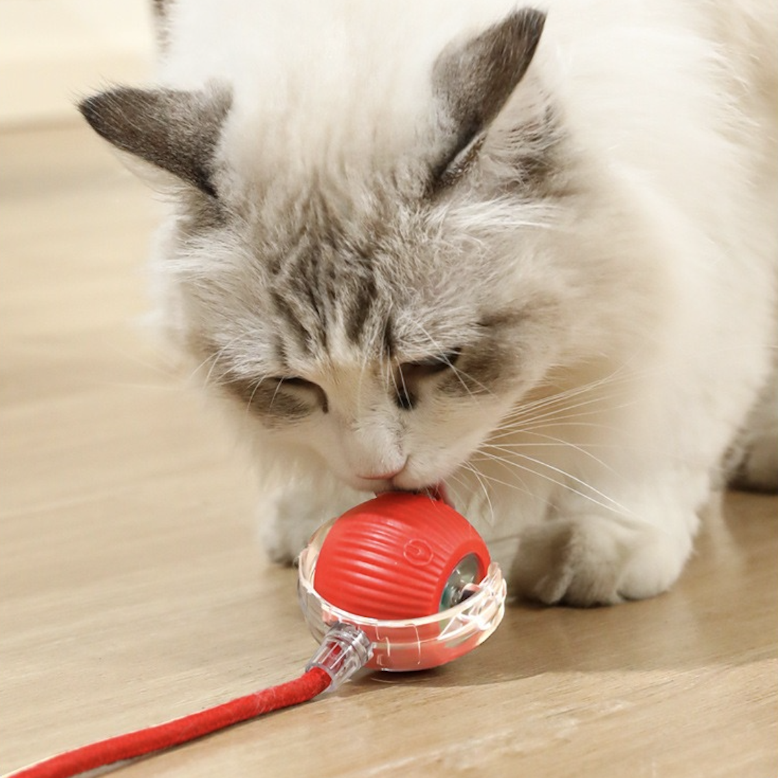Cat Electronic Toys