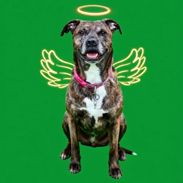 3D Pet Holographic House Custom Pet Memorial Display Crystal-Clear Holographic Image