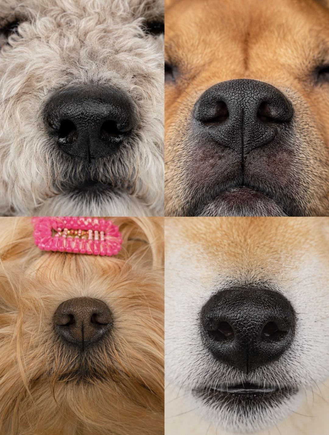 Cute Dog Nose Squishy Phone Case | Soft Kawaii Puppy iPhone Cover