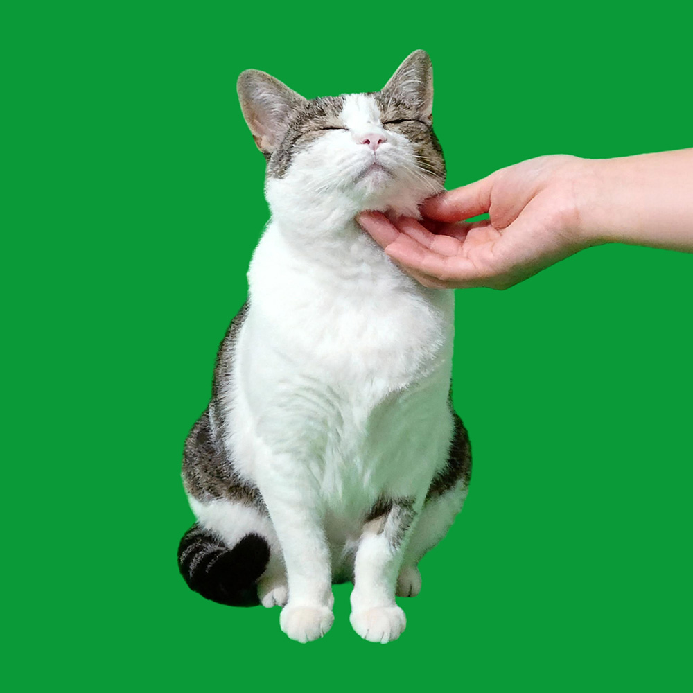 Petting Scenes(60s included) 商品缩略图