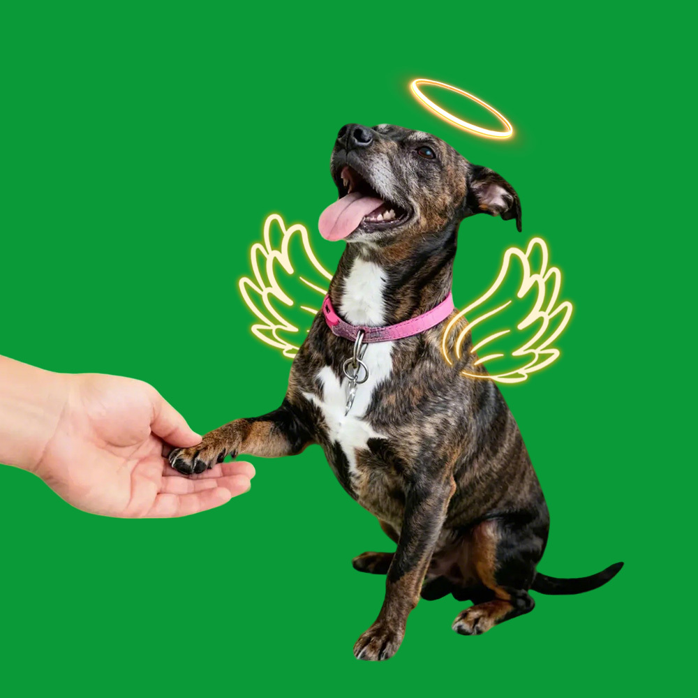 Halo Wings Shaking Hands Sences(60s included) - 