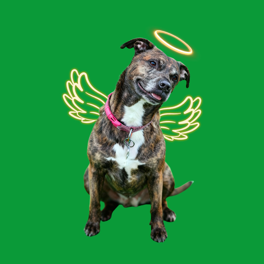 Halo Wings Head shaking Sences - 