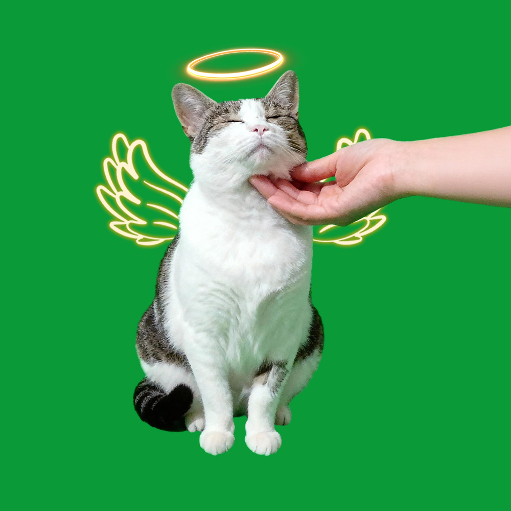 Halo Wings Petting Scenes(60s included) - 