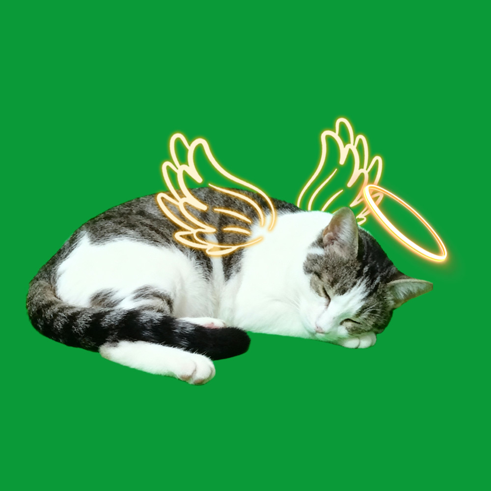 Halo Wings Sleeping Scenes - 