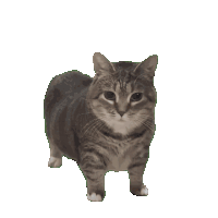 Squeaky Cat Meme Plüsch-Schlüsselanhänger-Serie – Interaktiver Taschenanhänger Mit Lustigem Sound - 