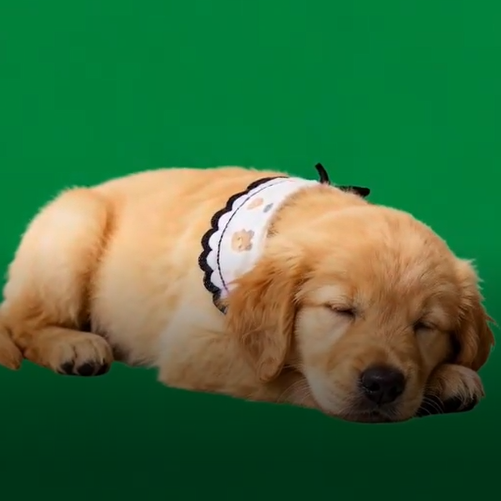 Sleeping Scene(in 60s video) - 