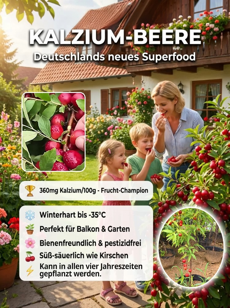 【Nur 200 Stück: 1 kaufen, 1 gratis】 Zweijährige, ausgereifte Jungbäume – direkt von der Baumschule ❤️ Jetzt pflanzen, Ernte ab Mai! Bis zu 80 kg Früchte pro Baum und Jahr.