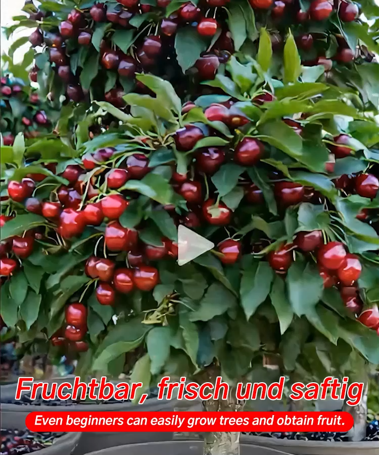 【Britische Royal-Selektion】Premium Kirschbaum-Set|Selbstbefruchter・Resistent|Größer als Tischtennisbälle|Jetzt säen für die Ernte im April