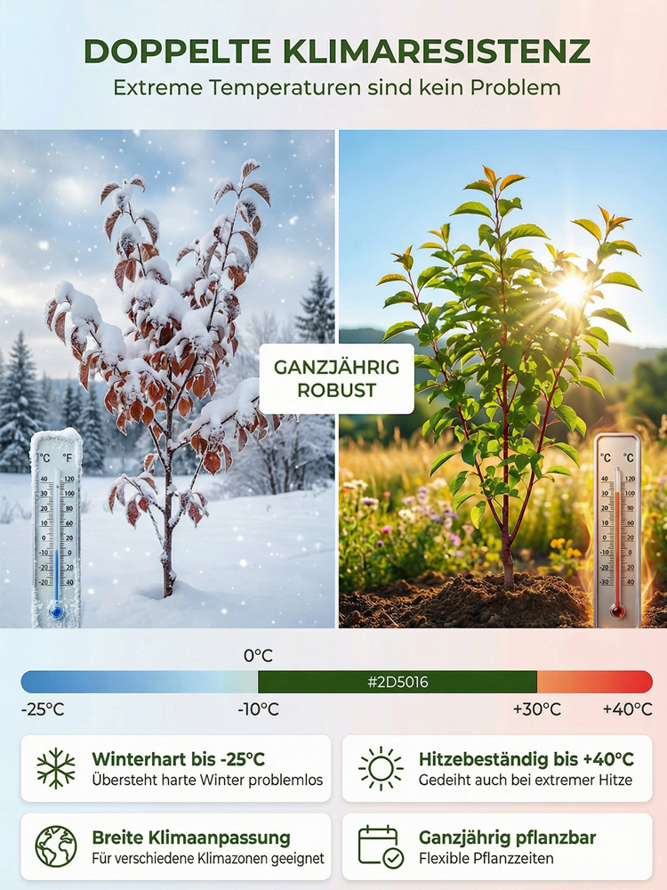 Australischer kernloser  Zuckereisroter Pflaumenbaumsetzling| Winterhart und Ertragreich 🍑🌳