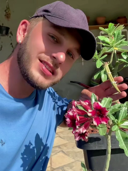 【25 Tage bis zur Blüte】Wüstenrose Knolle mit Trieb 🌺 | -20°C bis 40°C Extrem Robust | 300 Tage Dauerblüher | 100 Jahre Lebensdauer | Mit 100% Anwachsgarantie