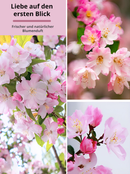 Die Königin der Blumen【Hängende Apfelblüten-Samen】Vier Jahreszeiten geeignet