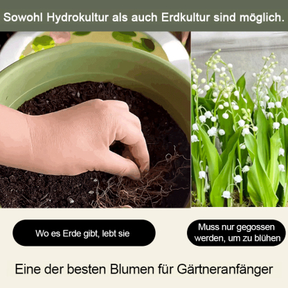 [💣Die Parfümbombe der Natur💣] Maiglöckchenblüten - Hinweis: 5 Stück pro Beutel verpackt
