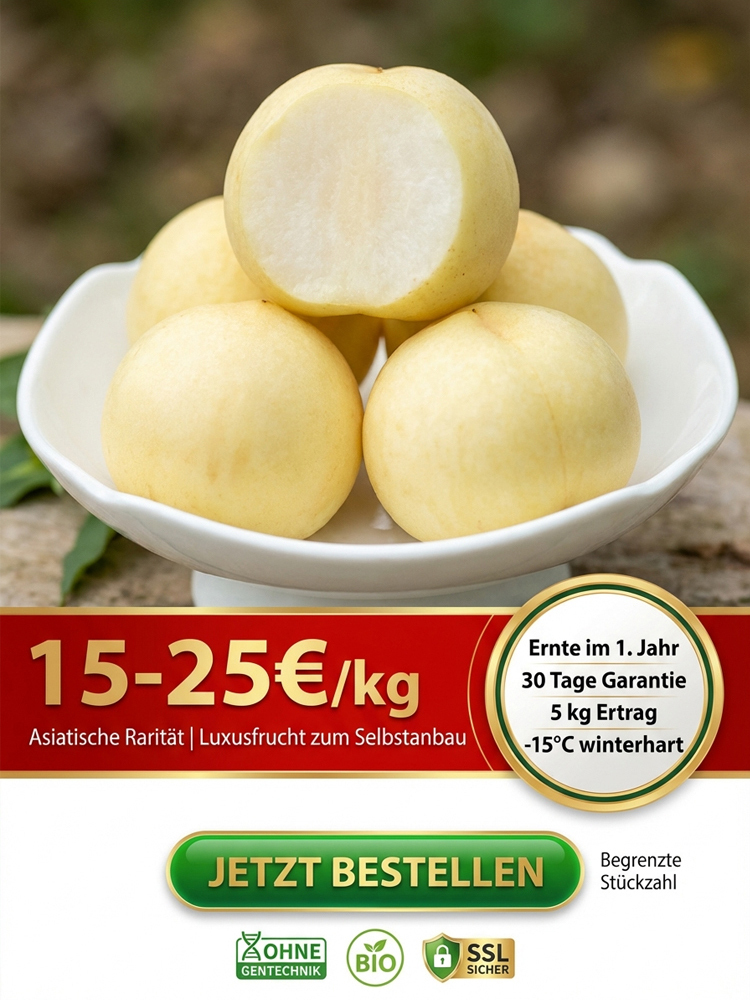 Premium Pfirsichbaum "Golden Glory" (Profi-Veredelung)– Winterhart bis -32°C, Selbstfruchtend & Ernte im 1. Jahr (2-jähriger Baum)