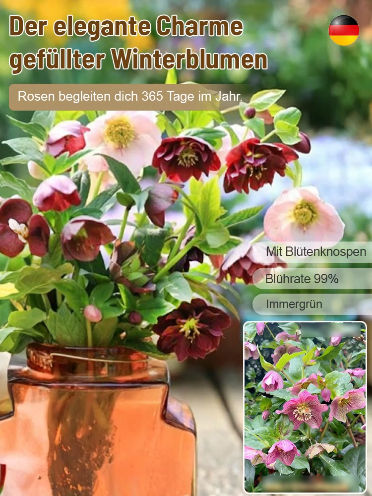 🌹 Blüht bei -15°C! Der Gefüllter Hof, winterhart, schattentolerant, Weihnachtsrosemit Knospen, Eisenstab-Pflanzensetzling keimt in 3 Tagen 🌱  reinigt die Luft! ❄️ Jetzt pflanzen für Weihnachten! 🎄✨