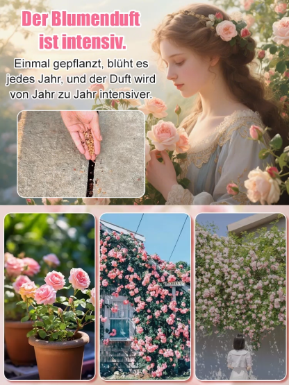  【99% Keimrate 】Premium Kletterrosen Samen Set✨ Winterhart bis -20°C ✨Für Zaun und Balkon🌹🌿