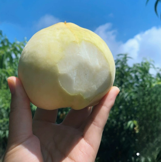 Premium Pfirsichbaum "Golden Glory" (Profi-Veredelung)– Winterhart bis -32°C, Selbstfruchtend & Ernte im 1. Jahr (2-jähriger Baum)