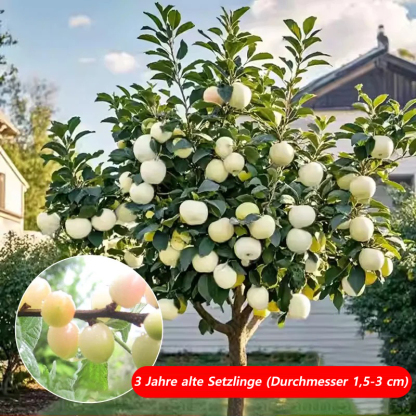 【Britische Royal-Selektion】Premium Kirschbaum-Set|Selbstbefruchter・Resistent|Größer als Tischtennisbälle|Jetzt säen für die Ernte im April