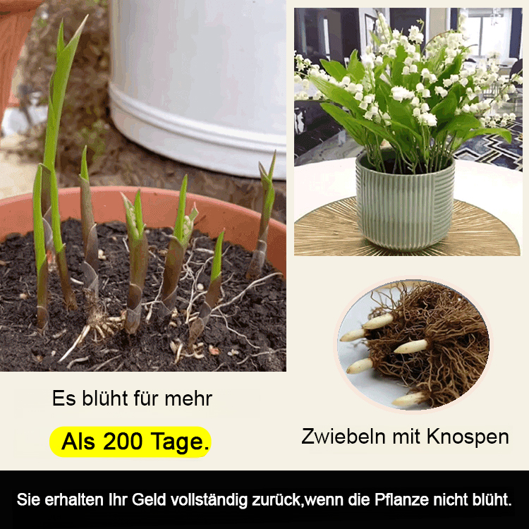 [💣Die Parfümbombe der Natur💣] Maiglöckchenblüten - Hinweis: 5 Stück pro Beutel verpackt