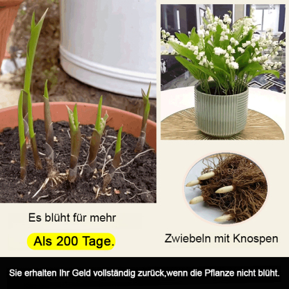 [💣Die Parfümbombe der Natur💣] Maiglöckchenblüten - Hinweis: 5 Stück pro Beutel verpackt