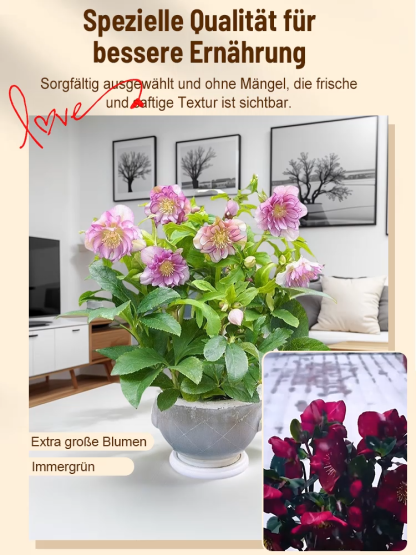 🌹 Blüht bei -15°C! Der Gefüllter Hof, winterhart, schattentolerant, Weihnachtsrosemit Knospen, Eisenstab-Pflanzensetzling keimt in 3 Tagen 🌱  reinigt die Luft! ❄️ Jetzt pflanzen für Weihnachten! 🎄✨
