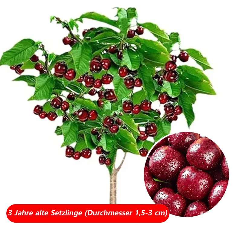 【Britische Royal-Selektion】Premium Kirschbaum-Set|Selbstbefruchter・Resistent|Größer als Tischtennisbälle|Jetzt säen für die Ernte im April