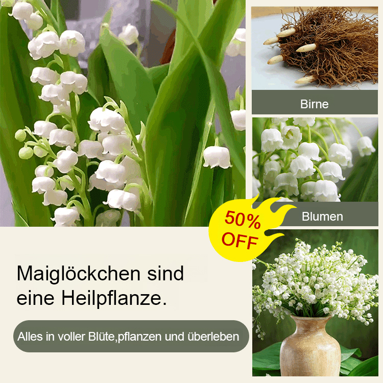 [💣Die Parfümbombe der Natur💣] Maiglöckchenblüten - Hinweis: 5 Stück pro Beutel verpackt