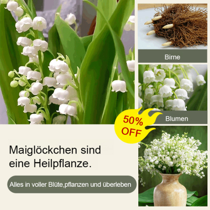 [💣Die Parfümbombe der Natur💣] Maiglöckchenblüten - Hinweis: 5 Stück pro Beutel verpackt