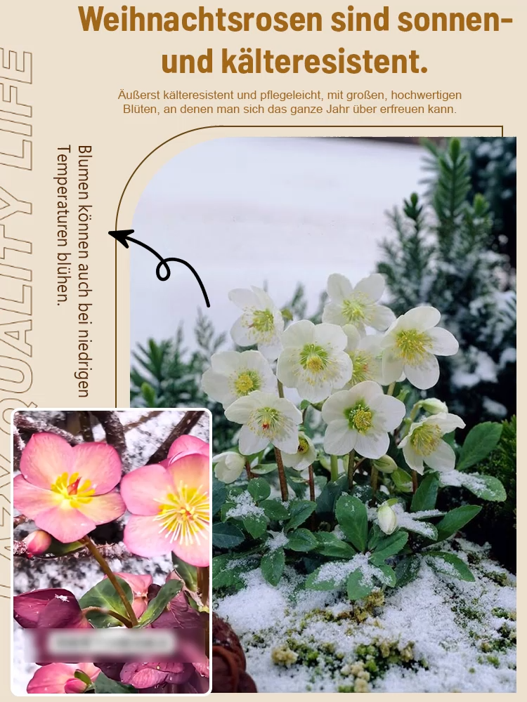 🌹 Blüht bei -15°C! Der Gefüllter Hof, winterhart, schattentolerant, Weihnachtsrosemit Knospen, Eisenstab-Pflanzensetzling keimt in 3 Tagen 🌱  reinigt die Luft! ❄️ Jetzt pflanzen für Weihnachten! 🎄✨