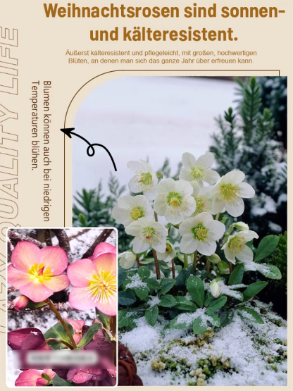 🌹 Blüht bei -15°C! Der Gefüllter Hof, winterhart, schattentolerant, Weihnachtsrosemit Knospen, Eisenstab-Pflanzensetzling keimt in 3 Tagen 🌱  reinigt die Luft! ❄️ Jetzt pflanzen für Weihnachten! 🎄✨