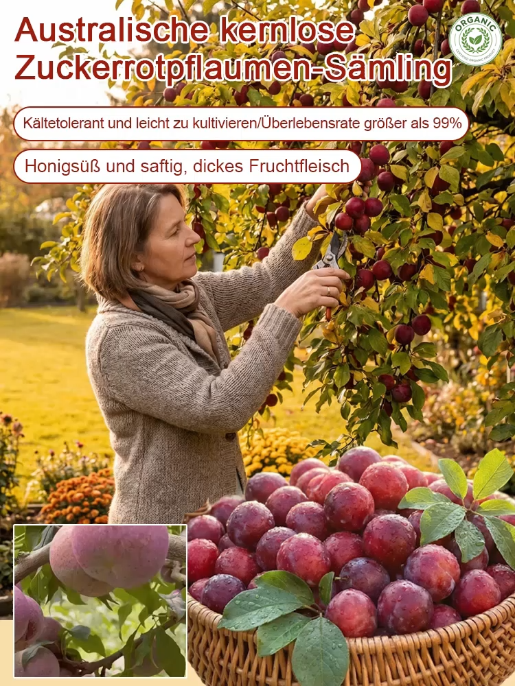 Australischer kernloser  Zuckereisroter Pflaumenbaumsetzling| Winterhart und Ertragreich 🍑🌳