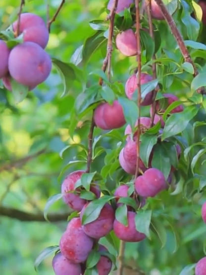 Australischer kernloser  Zuckereisroter Pflaumenbaumsetzling| Winterhart und Ertragreich 🍑🌳