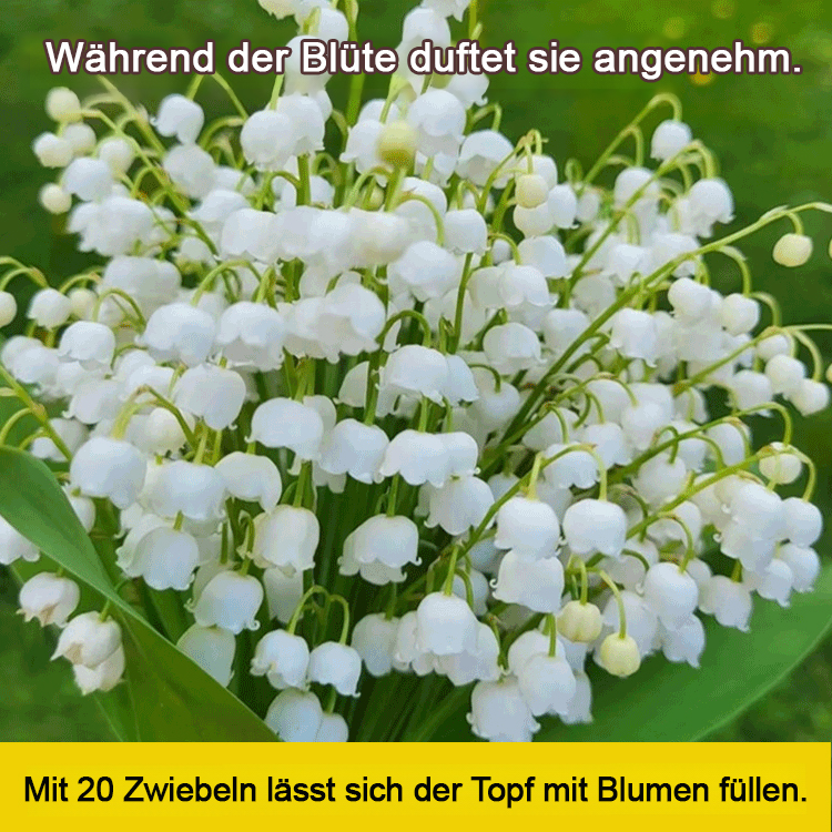 [💣Die Parfümbombe der Natur💣] Maiglöckchenblüten - Hinweis: 5 Stück pro Beutel verpackt