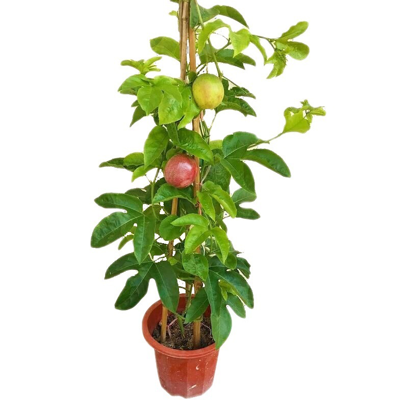 2-jährige Jungpflanze(Winterhart bis -15°C)：Ganzjährige Ernte | 120+ Früchte |100% Anwuchsgarantie！