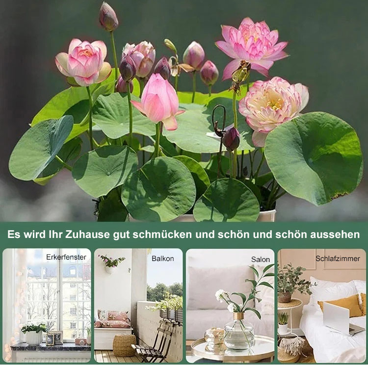 【Transport und Reichtum】Samen für wassergezogene Lotosblumen
