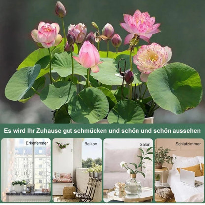 【Transport und Reichtum】Samen für wassergezogene Lotosblumen